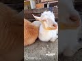 В Гостях у козочек 🐐🐐😃