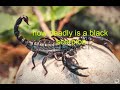 How Deadly Is A Black Scorpion 