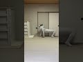 【Drawer】#Schumacher #AGT #シューマッハ #犬