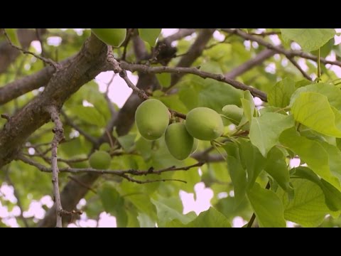 Video: Հաչի ցանքածածկ. Խեժի և սոճու կեղևի օգտագործումը ցանքածածկման համար, ծառի կեղևի օգտակար հատկությունները հողի համար