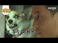 나 갓찬종인데 하던대로 해봐 어디 ㅣ Greedy Corgi Dog Has Gotta Have It All! But Why..?