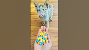 Satisfying 😻 Reverse Cat Beads — ASMR Magic Moments | Meow fun tv#cat #funny #cutecat#catlovers#cute
