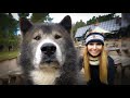 MASSIVE CANADIAN WOLVES UP CLOSE - Wolf Girl Anneka - YouTube