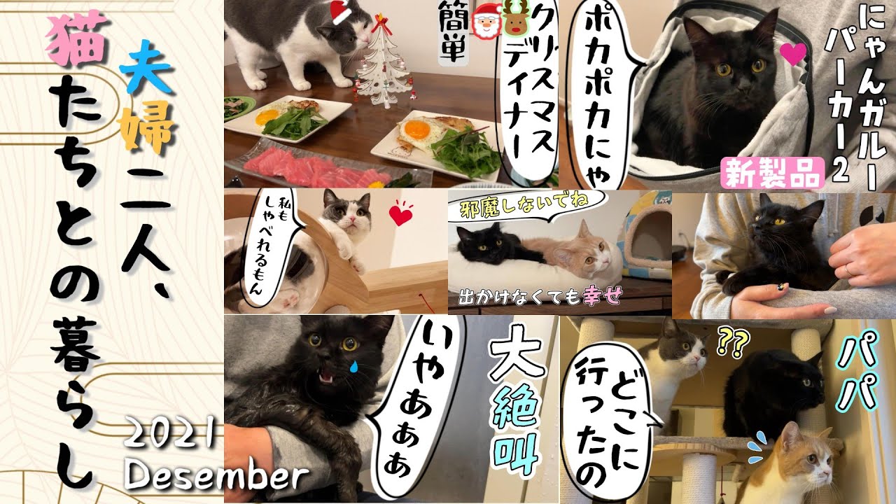 夫婦二人と猫達の1ヶ月総集編🐱💕Dec.2021