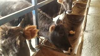 картинка: Кунажын багуу, Жана сатуу