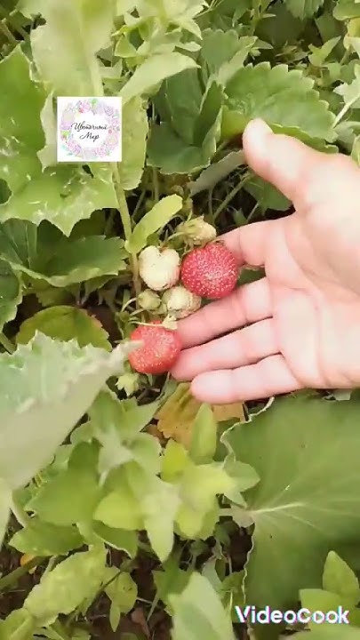 Зола и вода- подкормка для клубники🍓🍓🍓 #garden - YouTube