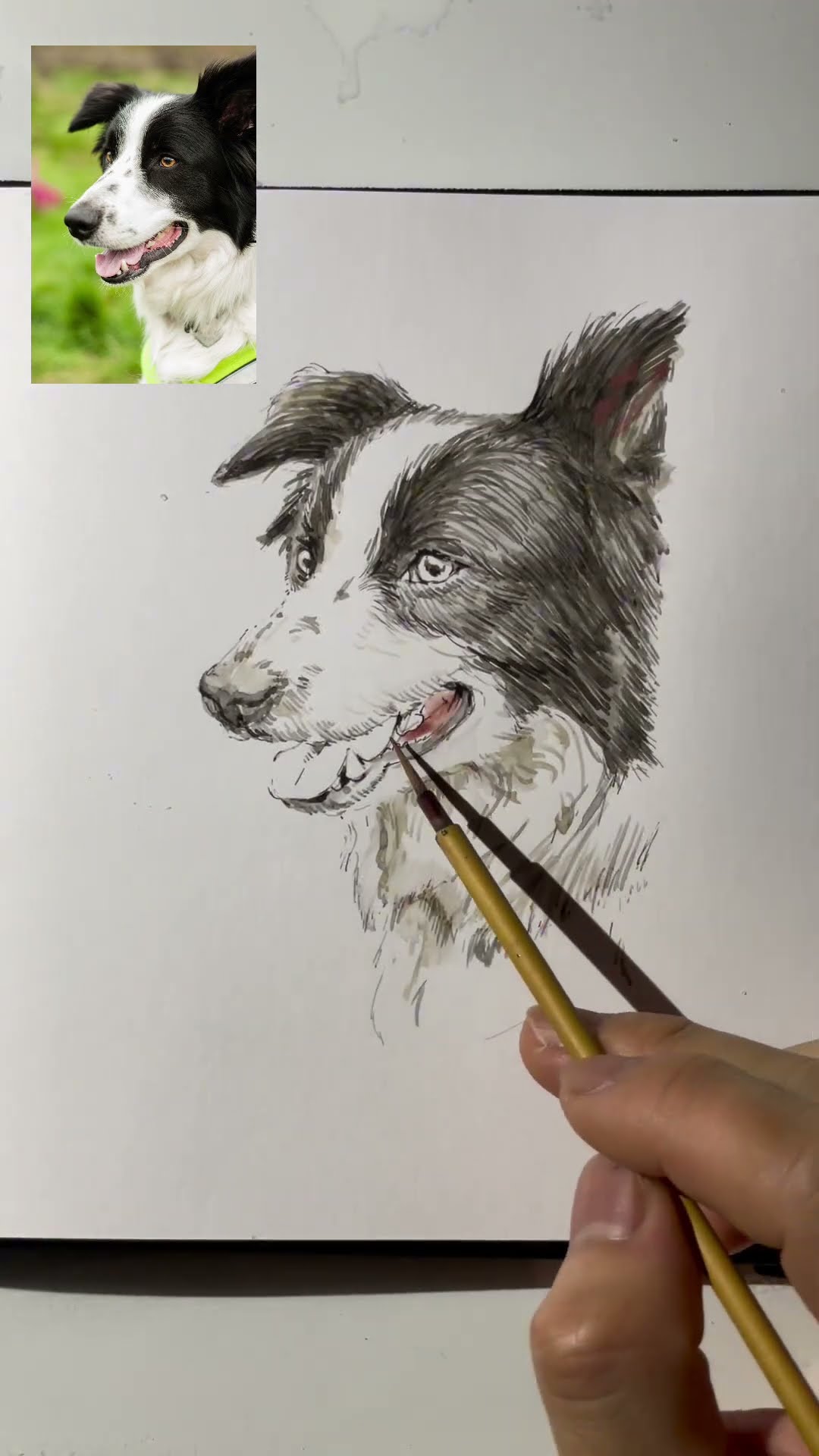 水彩画】ボーダーコリーを描いてみました Watercolor painting a