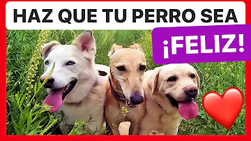 ¿Son felices los perros tumbados?