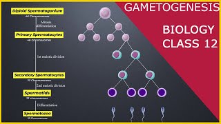 GAMETOGENESIS | Human Reproduction | Class 12