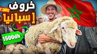 اليوم من سوق حد ولاد الفرج بالمغرب🇲🇦مع أثمنة حولي عيد الأضحى 🐑 عافية شاعلة في صردي ،ماهو سبب غلاء ‼️