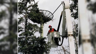 ATCO: Bald Eagles in the Yukon Bald Eagle Essentials Yukon Do It