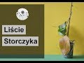 Dlaczego liście storczyka żółkną, marszczą się i są lepkie?