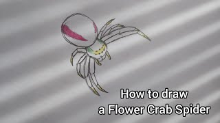 How to draw a Flower Crab Spider | Easy