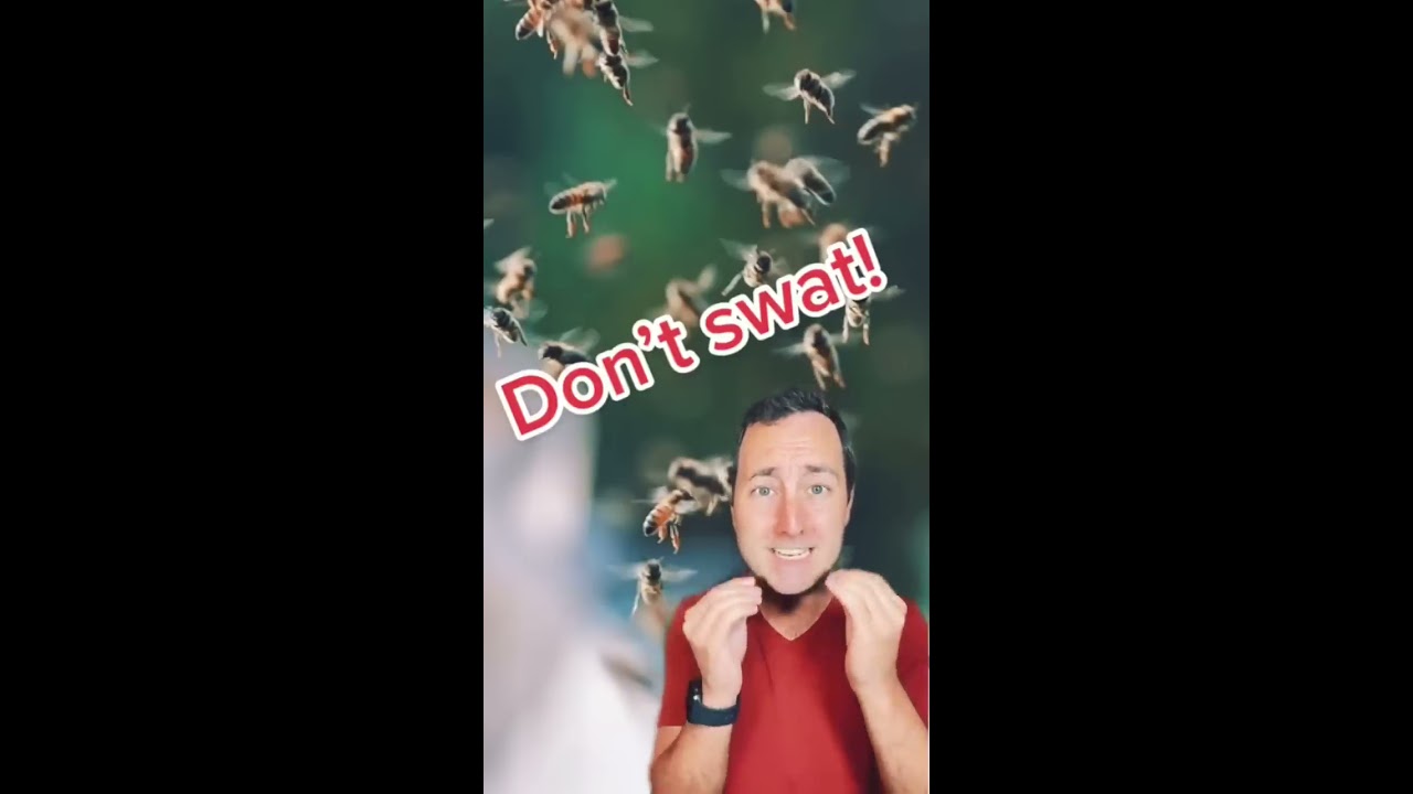 How To Survive Killer Bees Shorts