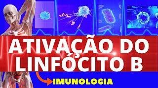 ATIVAÇÃO DE LINFÓCITOS B (ENSINO SUPERIOR) - IMUNOLOGIA