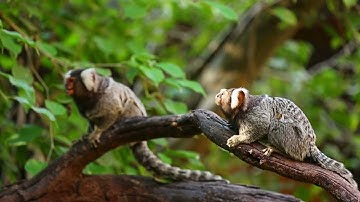 Marmosets The Tiny Foragers of the Rainforest 🌳🐒 A Wildlife Documentary