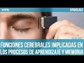 Las funciones cerebrales en los procesos de aprendizaje y memoria | UNIR OPENCLASS