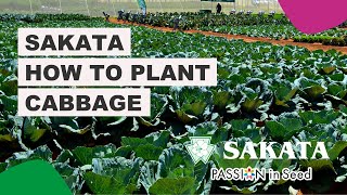 Sakata How To Plant Cabbage