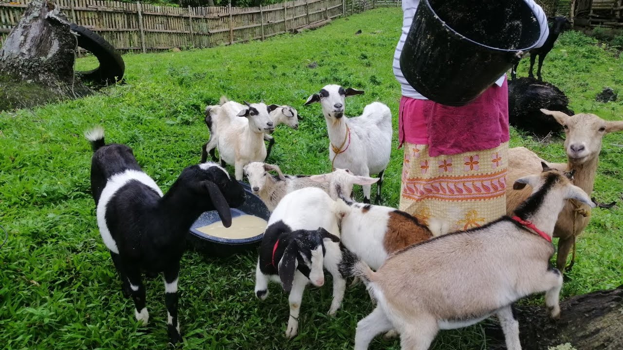 Anong commercial feeds ang ginamit ko para sa kambing?