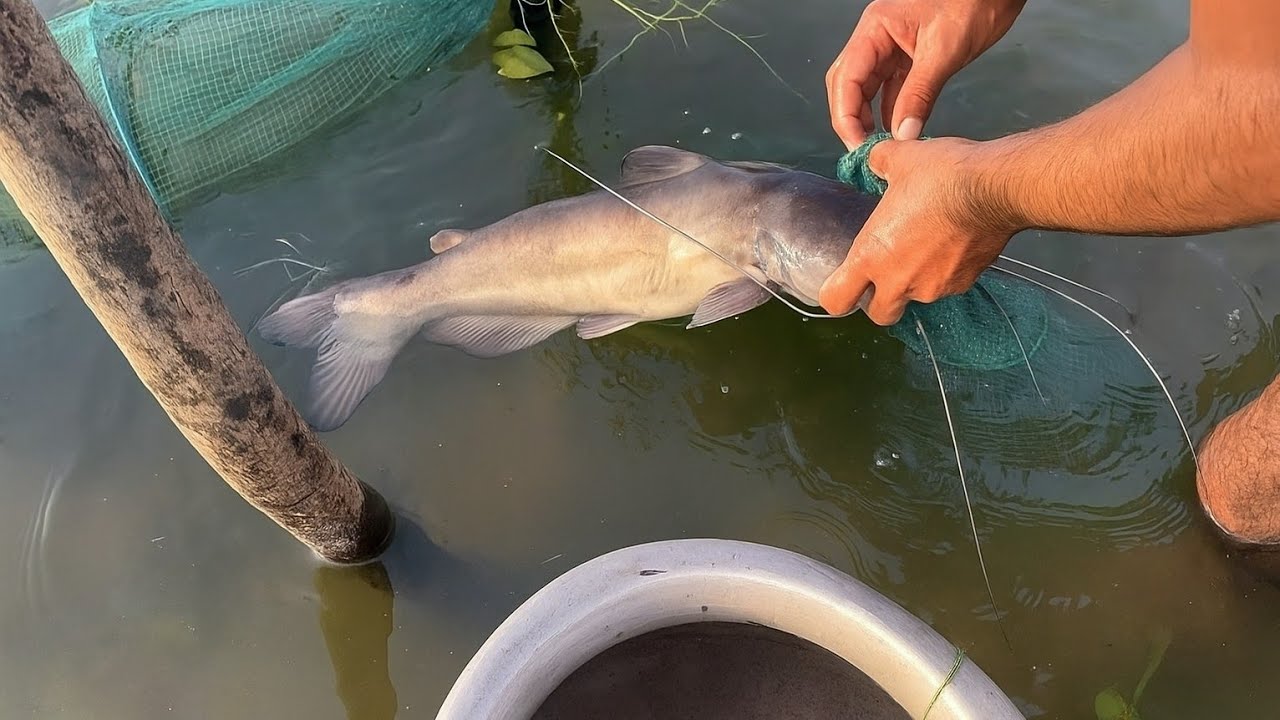 Fish Rifat *চায়না জালে একসাথে পুটি, বাইম, টাকি ও চিংড়ি মাছ! | দেশি মাছ শিকার ...