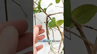 This Insect Looks Like A Stick But It Can Clone Itself?