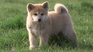 Shiba et Akita, la folie des chiens peluches