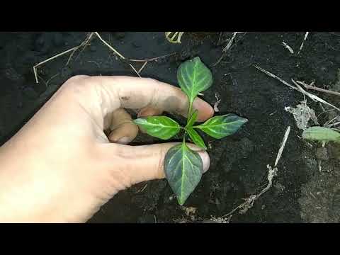 Видео: Проблемы с листьями у растений - причины, по которым листья растений становятся фиолетовыми