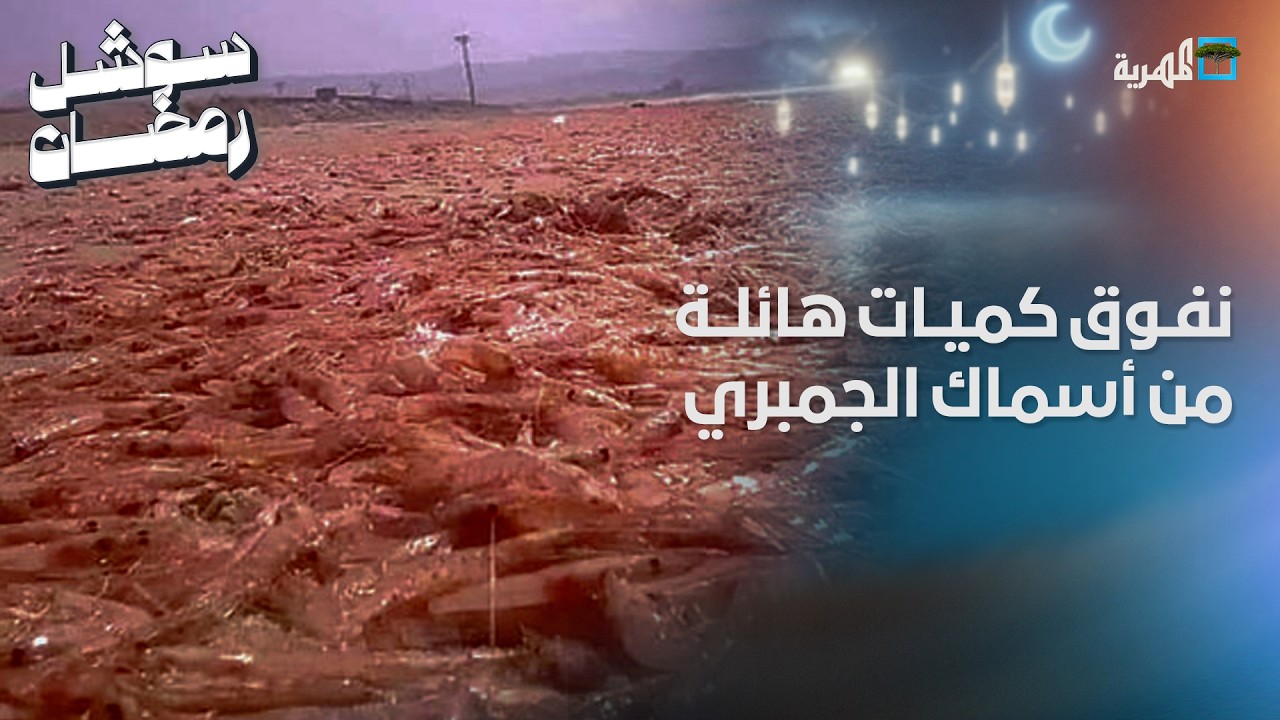 نفوق كميات هائلة من أسماك الجمبري وأنواع أخرى شرق المكلا بحضرموت