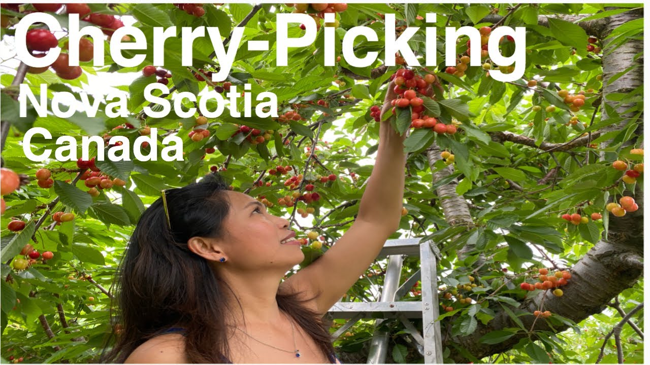 CherryPicking Nova Scotia Canada + Late Lunch Wolfville Downtown YouTube