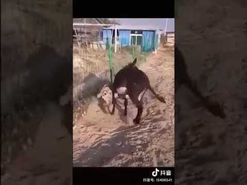 አህያን ጅብ ሲበላ እጅ አህያ ጅብን ሲበላ አይቸም ሰምቸም አላቅም ነበር አሁን ግን ያውም ላካፍላችሁ የገረመኝ ይግረማችሁ