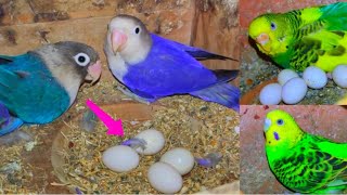 Mashallah my birds laying eggs and hatch chicks 🐥 || budgies breeding progress information ||