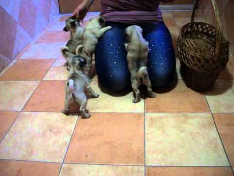 щенки мопс фото цена