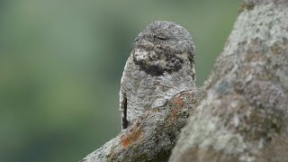 Birding in Ecuador: The Andes to the Amazon in 2016 Part Five - Sani Lodge.