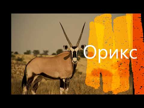 Виды антилоп