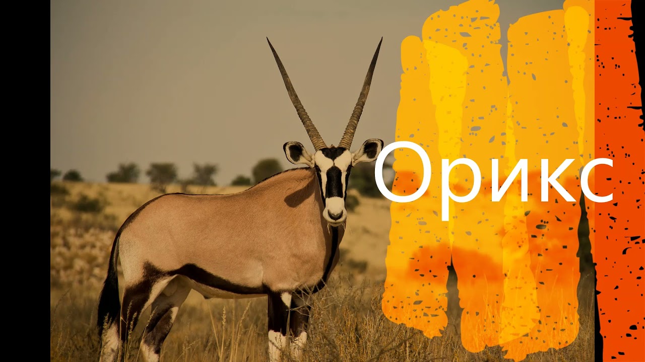 Виды антилоп