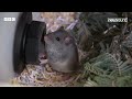Parrots in Brazil and the Smoky Mouse in Australia | Your Planet | Newsround