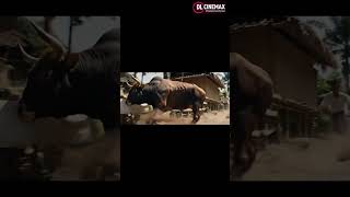 BANTENG MENGAMUK! Warga Lari Ketakutan, Semua Kocar-Kacir! #shorts #viral #trending #banteng