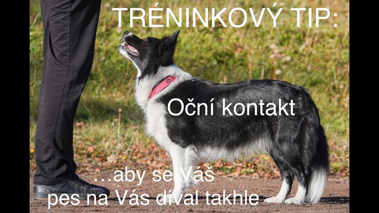 Tip trenérky psů: Využívejte oční kontakt