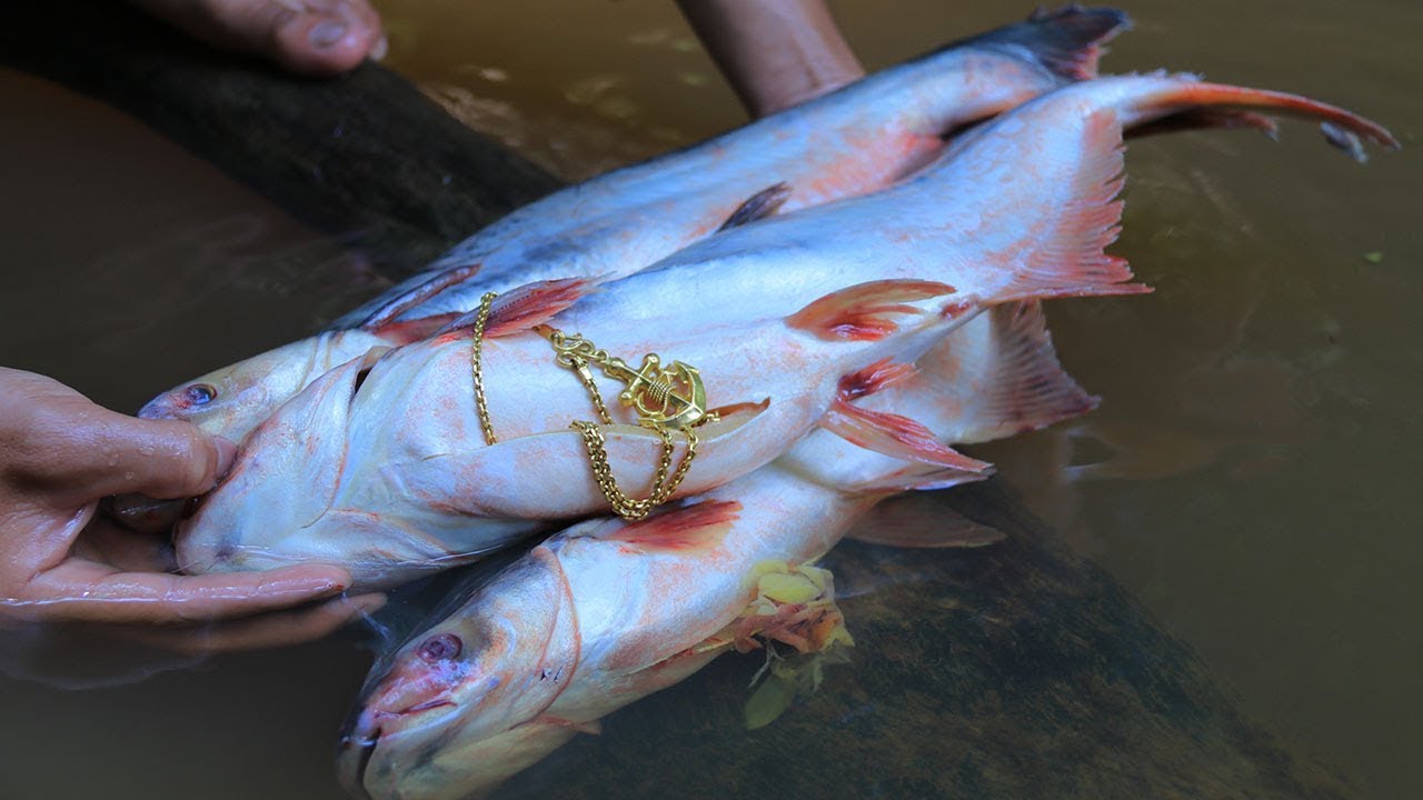 survival time small cell carcinoma bladder Wow! Unbelievable Necklace in Fish Stomach and Cooking fish Eating Delicious