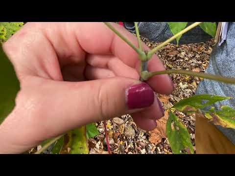 Vidéo: Érable à Feuilles De Frêne (26 Photos) : Comment Se Débarrasser De L'érable Américain ? Description Des Feuilles De L'arbre. Érable Flamant Rose Et Autres Variétés. À Quoi Ressembl