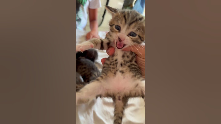 Baby Katzen Kitten Baby Cats Kätzchen Weinen Quieken Spß 🥰😍😘❤️‍🔥 Part 4