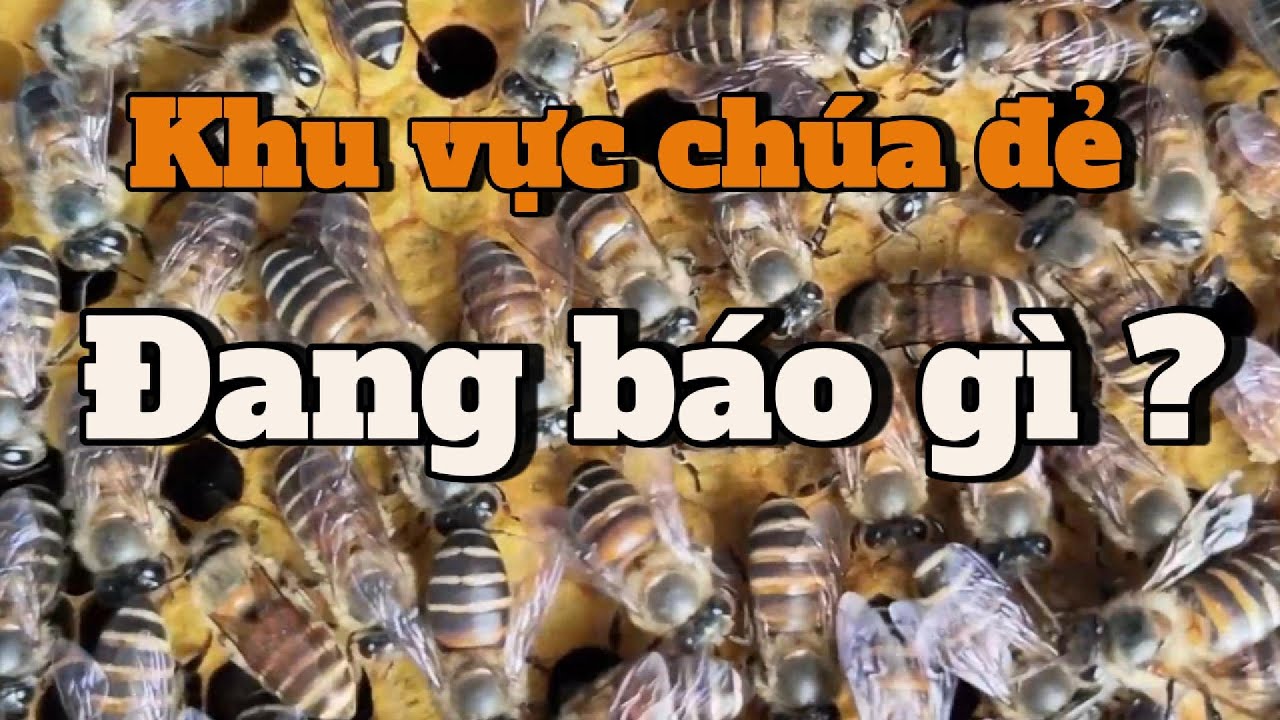 Khu vực chúa đẻ nói gì về đàn ong? | Dấu hiệu suy đàn & quyết định mất tiền