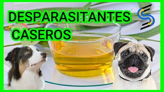 ‍♀¿Cómo DESPARASITAR a un PERRO en CASA?