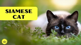 The Magic of the Siamese Cat: Unraveling the Secrets of this Enchanting Breed