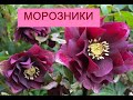 Цветение весеннего  растения морозник Рождественской розы (Helleborus)у меня в саду.Видео