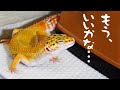 レオパを人工飼料だけで育てたらこうなりました。