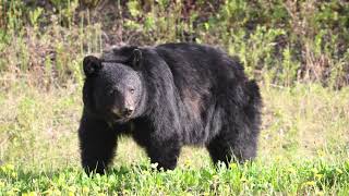 Alaska slideshow 1
