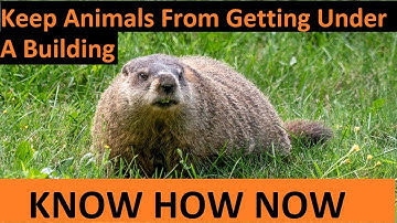 Keep Animals Out From Under Shed or Deck