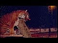 호랑이vs재규어 놀라운 싸움! Tiger vs Jaguar Amazing real fight!