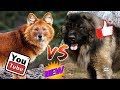 #Красный волк против Кавказской овчарки// Animals Battle//